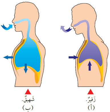 الشهيق والزفير